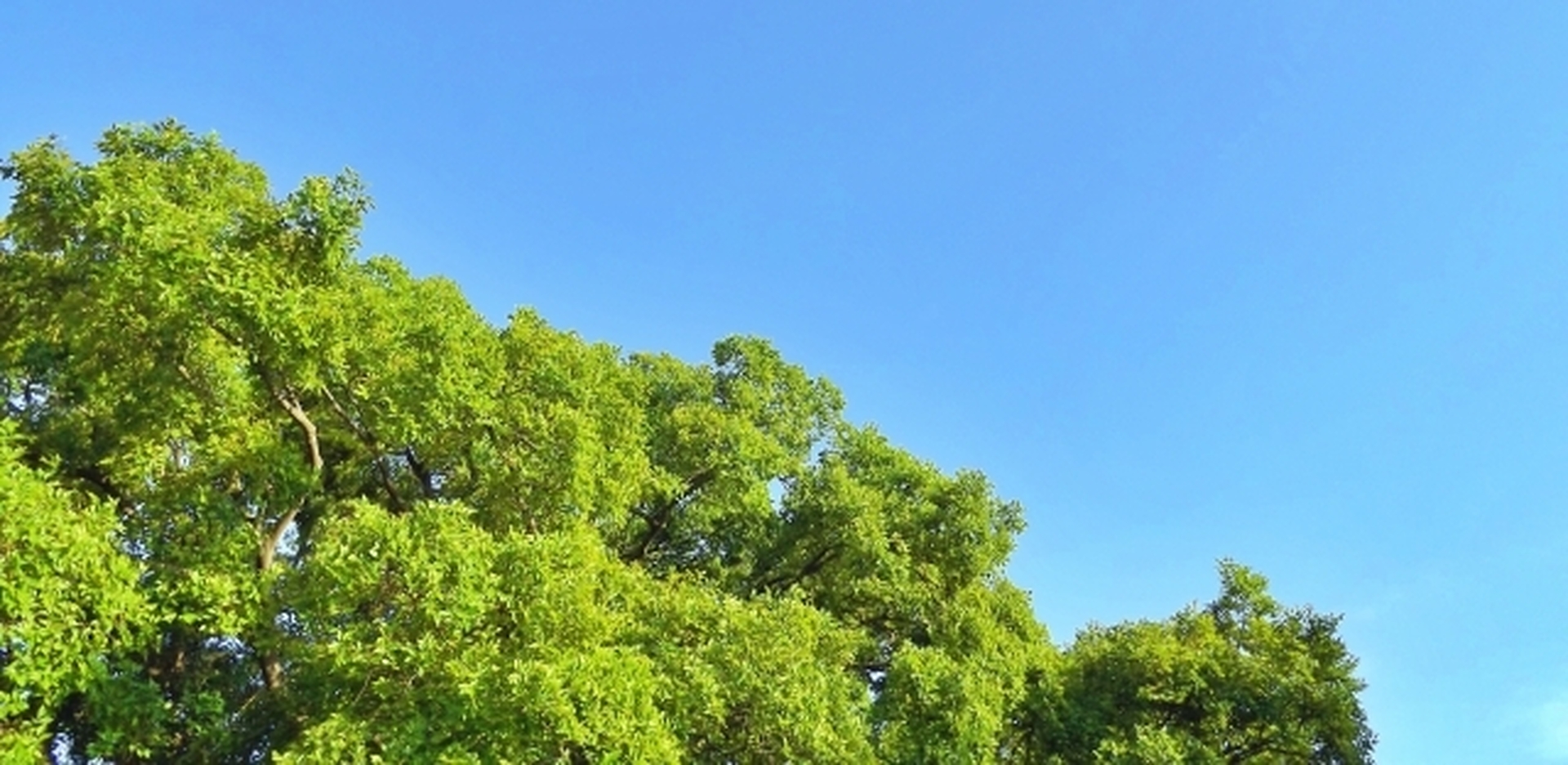 青空が広がり木々が生えている様子